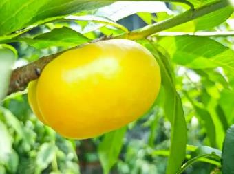 大棚油桃上市！“中國(guó)蜜桃之鄉(xiāng)”再上新品種