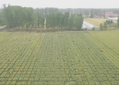 多種糧、種好糧，有底氣！“三位一體”收益保障為農(nóng)民種糧兜底