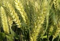 高產(chǎn)優(yōu)質(zhì)、抗逆抗病……135個(gè)小麥新品種審定通過