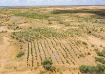 “三北”工程攻堅戰(zhàn)實現(xiàn)良好開局 完成造林種草4000萬畝