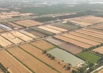 大規(guī)模小麥機收結(jié)束 夏糧豐收已成定局