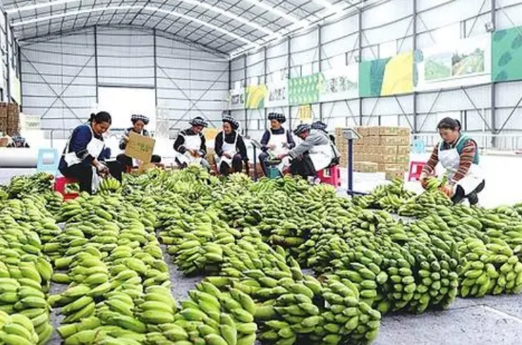 中國聯(lián)通：數(shù)智助力定點幫扶 鄉(xiāng)村振興再提速