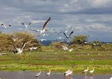 棲息環(huán)境不斷優(yōu)化 我國(guó)珍貴、瀕危野生動(dòng)物種群穩(wěn)定增長(zhǎng)