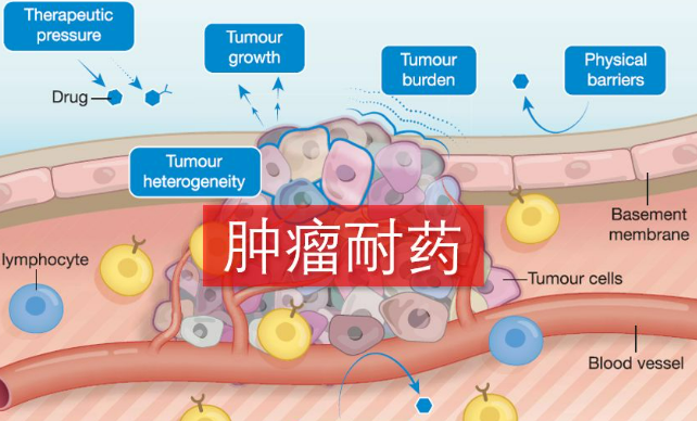 我國科學(xué)家對(duì)腫瘤耐藥機(jī)制的研究取得突破