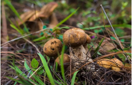 全國首個(gè)野生菌保護(hù)管理規(guī)范性文件8月起施行