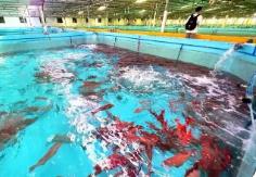 海南萬寧獲“中國東星斑之鄉(xiāng)”區(qū)域特色品牌稱號(hào)