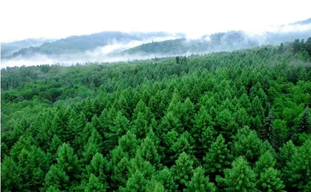 生態(tài)與產業(yè)并進 東北十年停伐轉型記