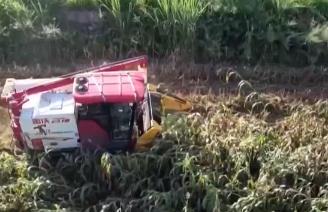 農(nóng)作物產(chǎn)量高價(jià)格好！多地種植戶喜獲豐收 購(gòu)銷(xiāo)兩旺