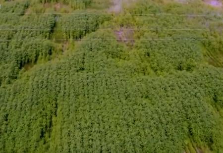 破“堿”重生！我國(guó)生物改良鹽堿地技術(shù)取得重要進(jìn)展