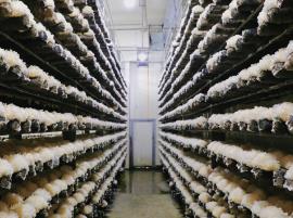 福建這里發(fā)展領(lǐng)“菌”產(chǎn)業(yè)的競爭力何在？