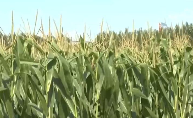 強化科技支撐 各地多舉措夯實秋糧穩(wěn)產(chǎn)豐產(chǎn)基礎