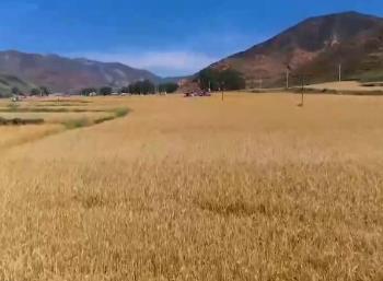 豐收啦！金色沃野好“豐”景 魚躍人歡產(chǎn)業(yè)旺