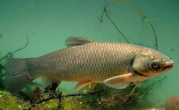 首個(gè)草魚(yú)新品種“滬蘇1號(hào)”問(wèn)世