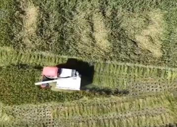 農(nóng)業(yè)興、農(nóng)村美、農(nóng)民富 金秋時(shí)節(jié)田間地頭處處好“豐”景