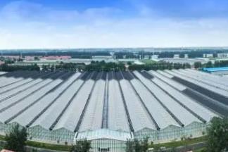 從賣菜到賣技術(shù)，“蔬菜之鄉(xiāng)”壽光走向全球