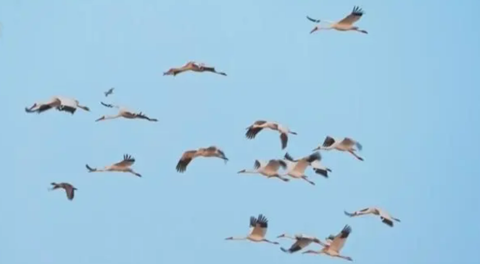 共護候鳥遷飛通道 五?。▍^(qū)）啟動跨區(qū)域聯(lián)合保護行動