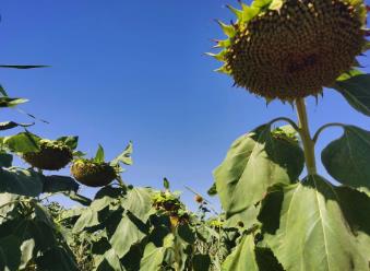 708.4斤！內(nèi)蒙古向日葵畝產(chǎn)紀(jì)錄再刷新