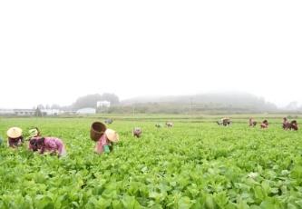 菜鮮蟹肥 市場(chǎng)旺！訂單式種植助農(nóng)戶增收