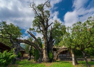 河南省發(fā)布第2號總林長令 加強古樹名木保護(hù)　全力守護(hù)綠色“活化石”