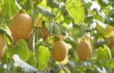 瓜果飄香、水稻金黃 這里黃沙變“黃金” 千畝荒灘變良田