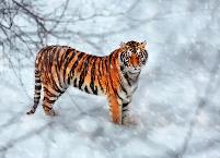 黑龍江省全面部署東北虎保護與防范工作