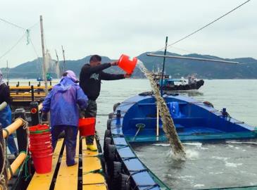 福建福鼎：一條魚“游”出富民產業(yè)鏈