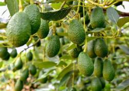 國(guó)產(chǎn)牛油果購(gòu)銷(xiāo)兩旺！中國(guó)這個(gè)縣已成為“中國(guó)牛油果之鄉(xiāng)”