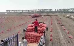 助力南北雙豐收！“北薯南種”打通了這條產(chǎn)業(yè)鏈