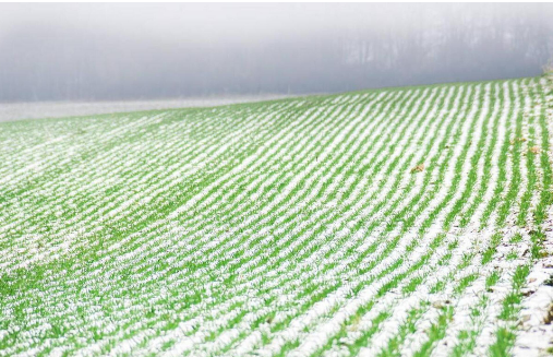 “嚴冬模式”已開啟 全國大部分農(nóng)區(qū)光溫條件利于越冬作物生長