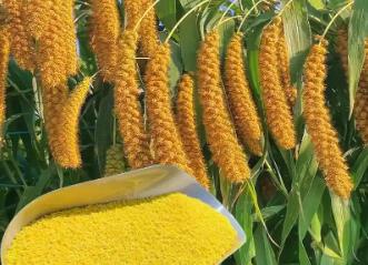 新職業(yè)“農(nóng)技工”讓世界小米之鄉(xiāng)煥新機