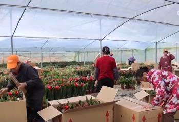 鮮花經(jīng)濟(jì)“熱氣”升騰 各地供銷兩旺熱熱鬧鬧迎新年