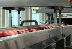 “蘋果之鄉(xiāng)”延安洛川：產(chǎn)業(yè)協(xié)作助蘋果“漂亮”遠行