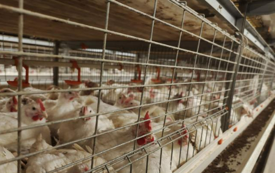 農(nóng)業(yè)農(nóng)村部印發(fā)《關于實施養(yǎng)殖業(yè)節(jié)糧行動的意見》