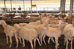 新版《河南省畜牧條例》實(shí)施 增設(shè)“畜禽屠宰”專章