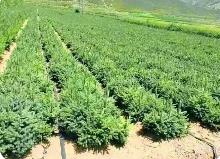 去年內(nèi)蒙古出口282．6萬株苗木支持蒙古國防沙治沙