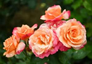 我國已有近三百個(gè)城市確立市花 花開四時(shí) 城城有景