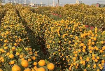 “歷年來行情最好的一年！”廣州“年桔之鄉(xiāng)”喜迎大豐收