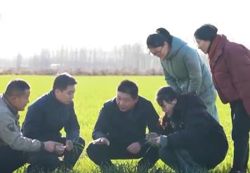 如何科學應對暖冬天氣對冬小麥的影響？專家支招分類應對