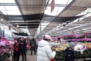 迎新春“花”樣多：賞年宵花、吃花餑餑，傳統(tǒng)年味再升級