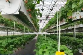 加快建設(shè)數(shù)字鄉(xiāng)村 推進(jìn)農(nóng)業(yè)農(nóng)村現(xiàn)代化