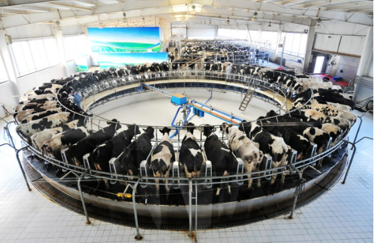 內(nèi)蒙古呼和浩特奶產(chǎn)量連續(xù)4年保持增長