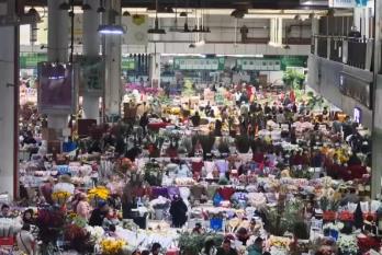 春節(jié)臨近“年宵花”銷售走俏 “美麗經(jīng)濟”綻放消費新活力