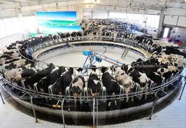 內(nèi)蒙古呼和浩特奶產(chǎn)量連續(xù)4年保持增長