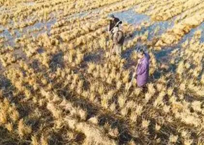 到2030年，全國(guó)優(yōu)質(zhì)飼草產(chǎn)量有望達(dá)到1.3億噸——飼草產(chǎn)業(yè)迎“三增”