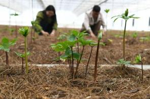 麗江市玉龍縣：擦亮“云藥之鄉(xiāng)”金招牌