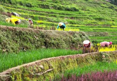 云南墨江多舉措擦亮“中國紫米之鄉(xiāng)”名片 全力打造“一縣一業(yè)”特色品牌