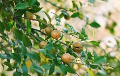 引進(jìn)新品種 增添新設(shè)備 拓展新模式　“中國油茶之鄉(xiāng)”的“三新”之變