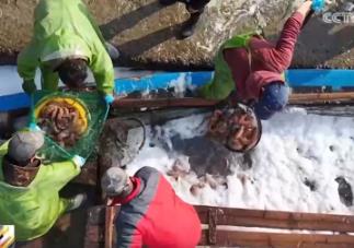 節(jié)前市場火熱供應(yīng)足 從“菜籃”到“花瓶”再到“舌尖”包羅萬象