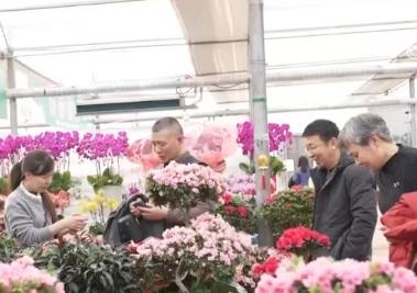 花卉市場年宵花走俏 消費(fèi)者爭相選購迎新春