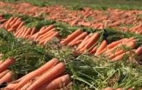 各地蔬菜基地與農(nóng)貿(mào)市場(chǎng)齊發(fā)力 確保節(jié)前“菜籃子”供應(yīng)量足價(jià)穩(wěn)